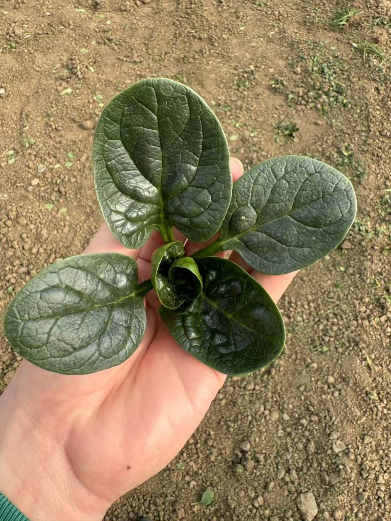 珍浩三号菠菜种子笨菠菜种子油亮趴地菠菜种子抗病小菠菜种籽