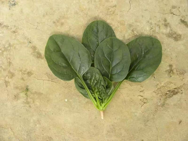 珍浩三号菠菜种子笨菠菜种子油亮趴地菠菜种子抗病小菠菜种籽