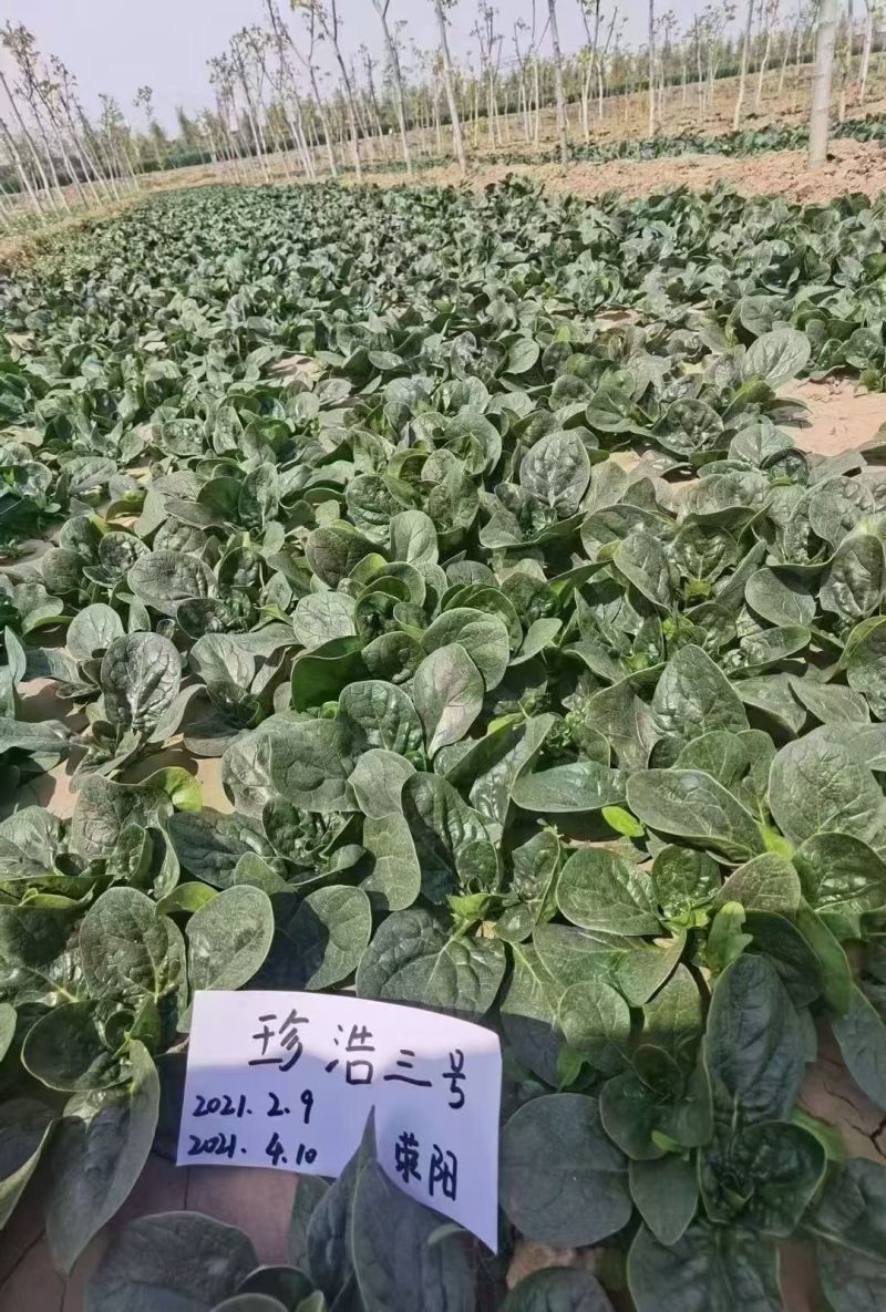 珍浩三号菠菜种子笨菠菜种子油亮趴地菠菜种子抗病小菠菜种籽