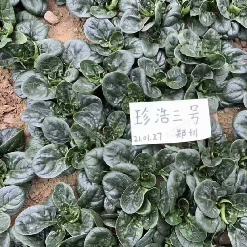 珍浩三号菠菜种子笨菠菜种子油亮趴地菠菜种子抗病小菠菜种籽