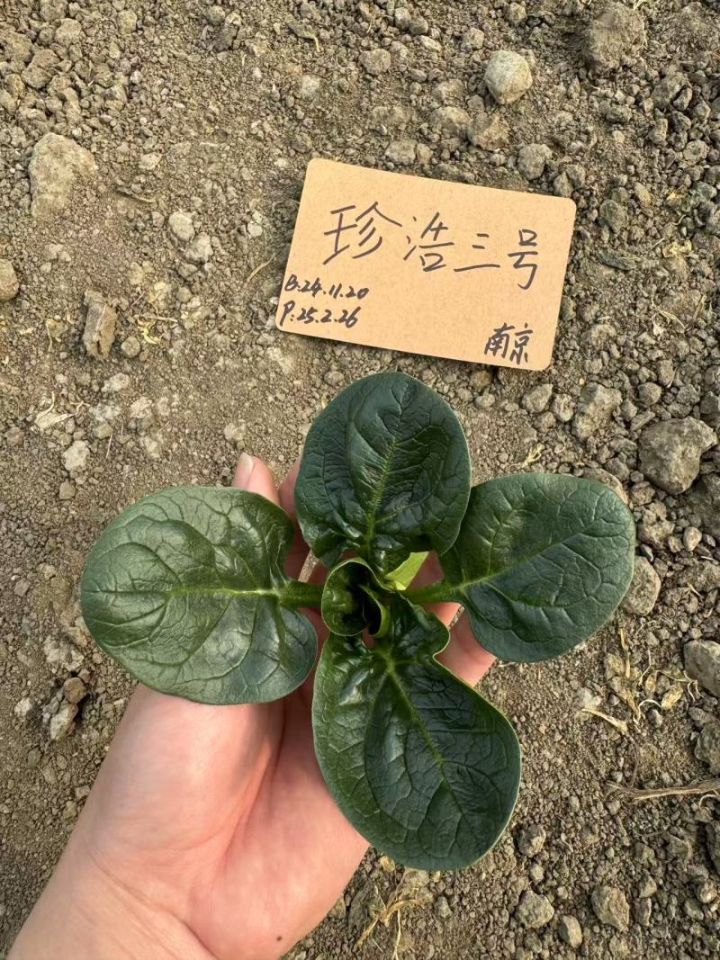 珍浩三号菠菜种子笨菠菜种子油亮趴地菠菜种子抗病小菠菜种籽