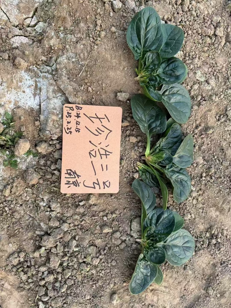 珍浩三号菠菜种子笨菠菜种子油亮趴地菠菜种子抗病小菠菜种籽