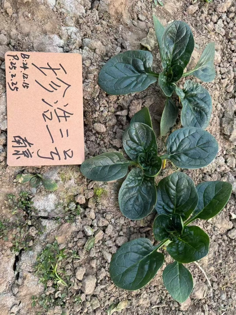 珍浩三号菠菜种子笨菠菜种子油亮趴地菠菜种子抗病小菠菜种籽