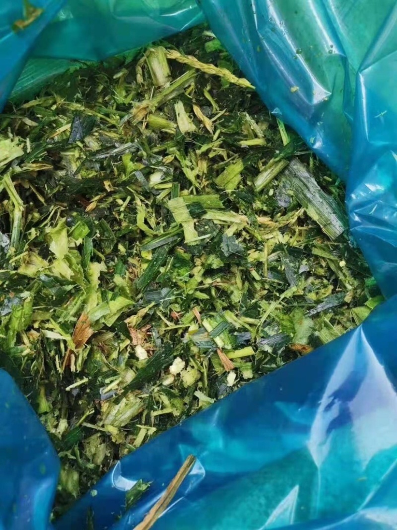 出售玉米青储