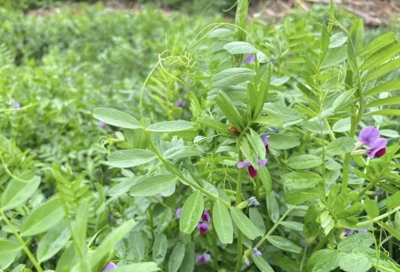 箭筈豌豆种子果园绿肥饲用养殖牧草绿化肥田压青耐高温