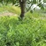 箭筈豌豆种子果园绿肥饲用养殖牧草绿化肥田压青耐高温
