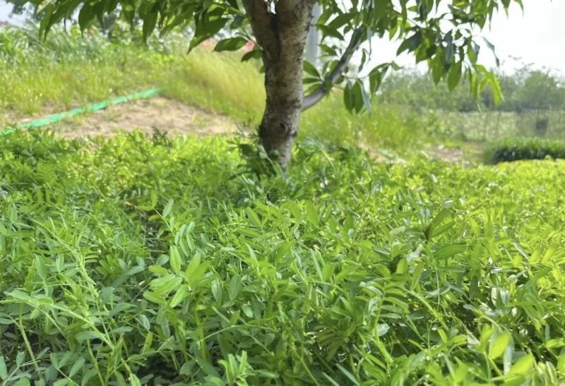 箭筈豌豆种子果园绿肥饲用养殖牧草绿化肥田压青耐高温