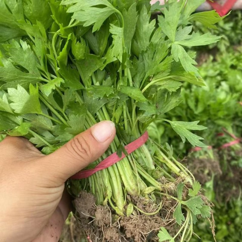 西芹苗