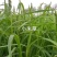 小米草种籽养殖水草虾蟹稷子牧草种子水草草籽喂鱼