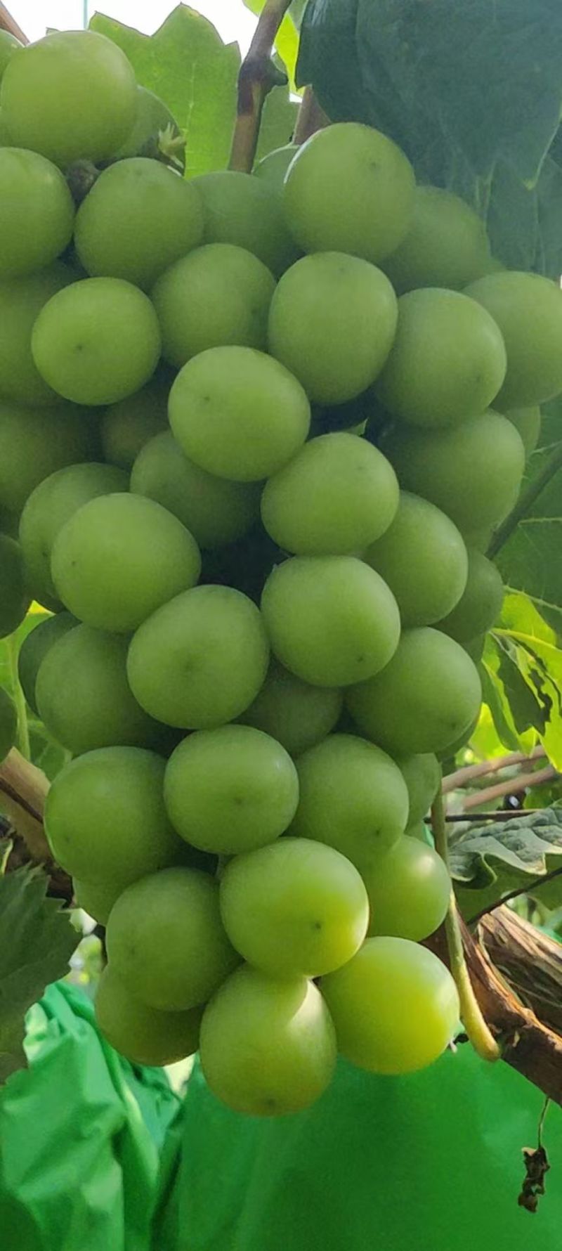 阳光玫瑰