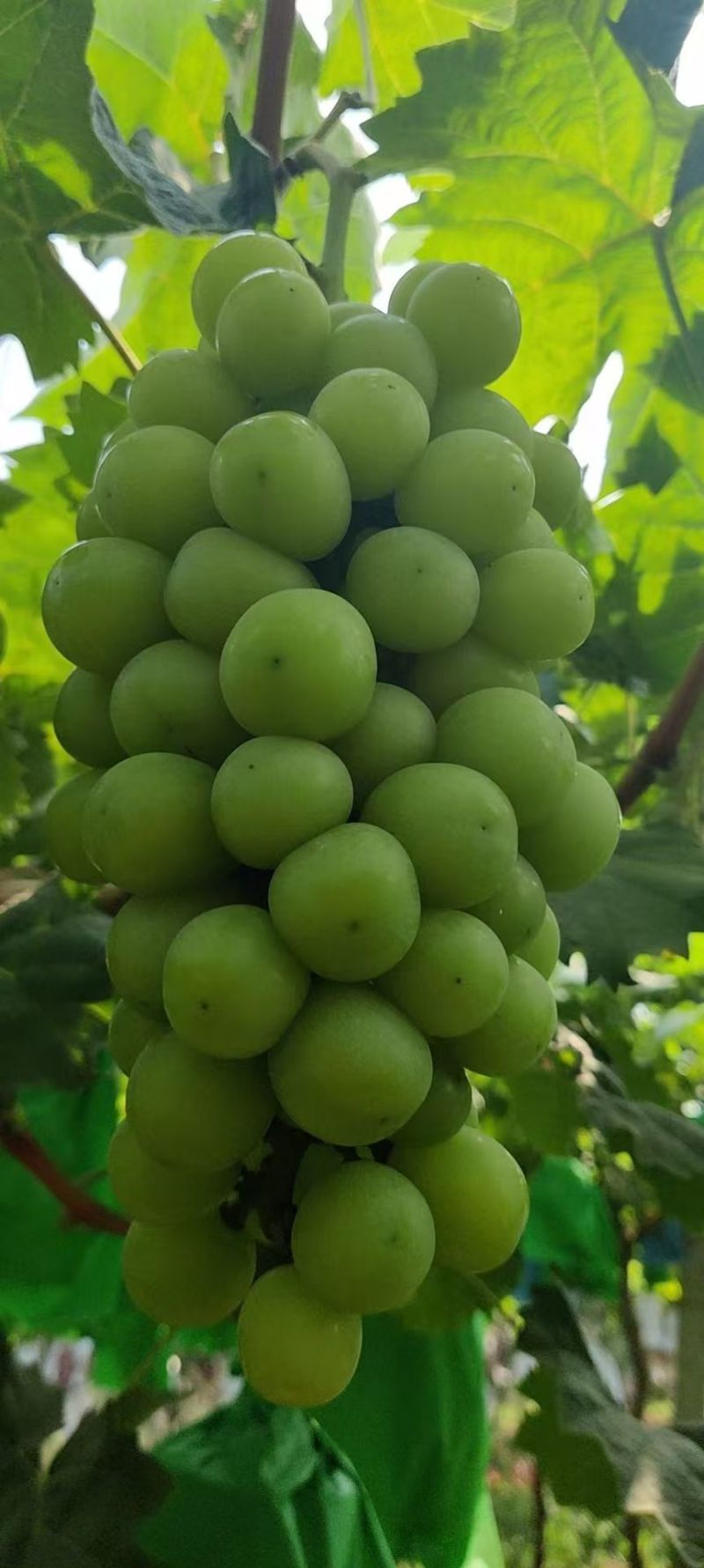 阳光玫瑰