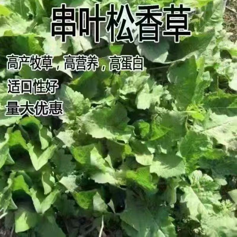 串叶松香草种子多年生猪牛羊鹅畜禽牧草籽