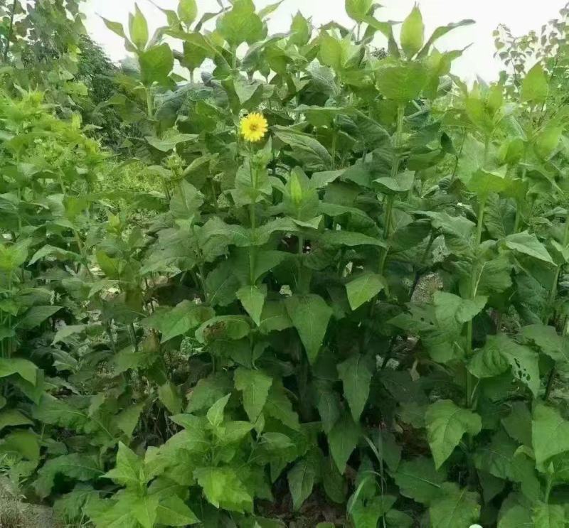 串叶松香草种子多年生猪牛羊鹅畜禽牧草籽
