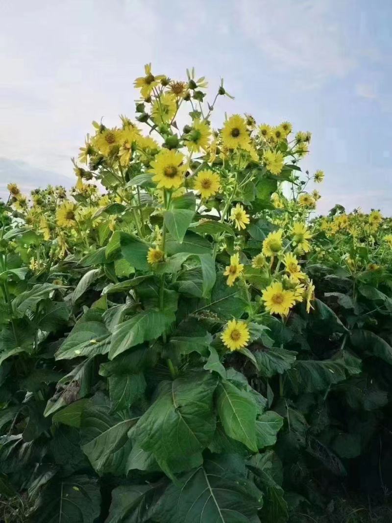 串叶松香草种子多年生猪牛羊鹅畜禽牧草籽