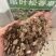 串叶松香草种子多年生猪牛羊鹅畜禽牧草籽