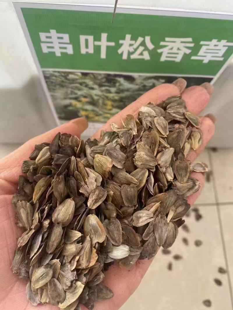 串叶松香草种子多年生猪牛羊鹅畜禽牧草籽