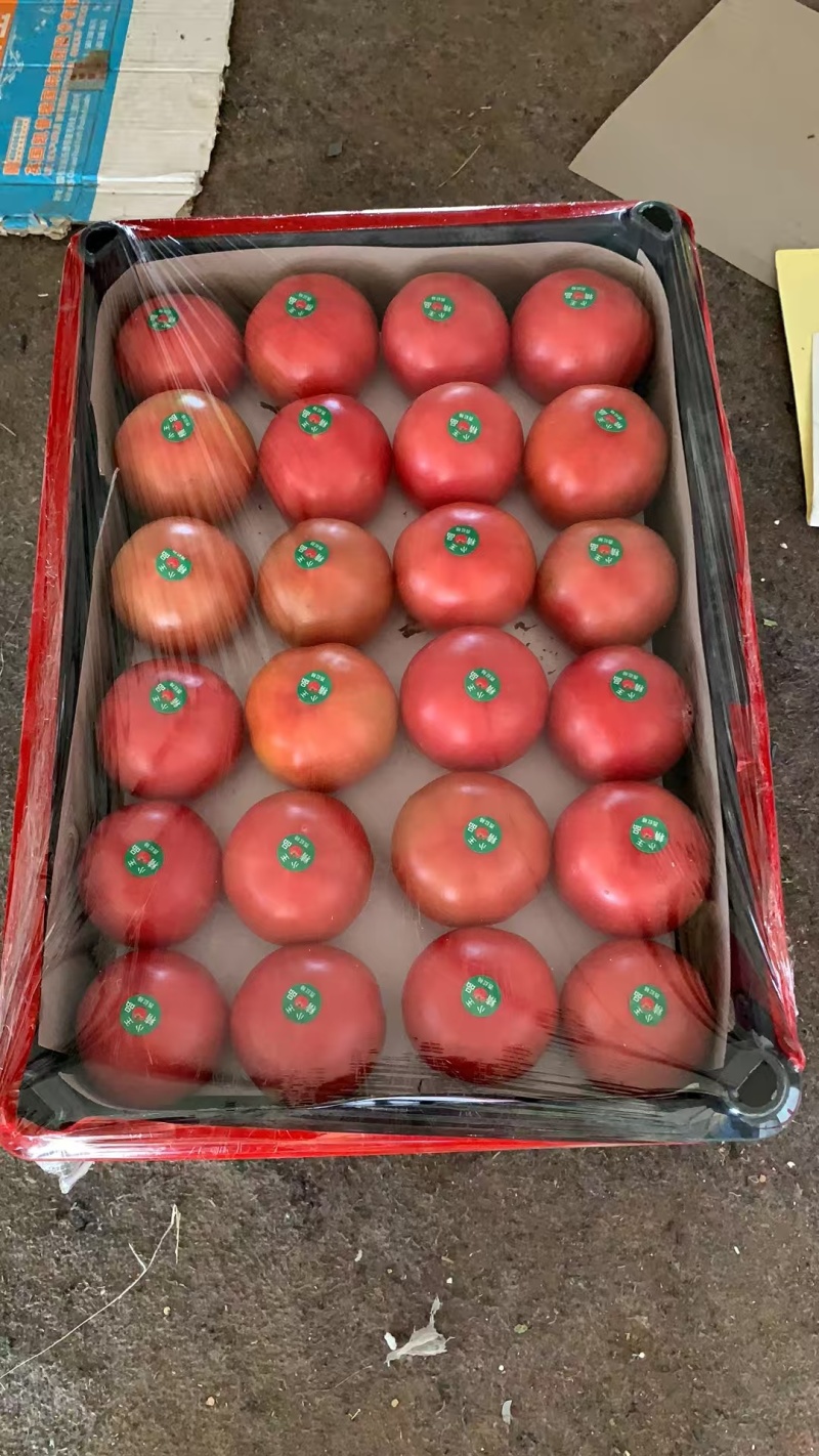 辽宁阜新暖棚硬粉西红柿代办
