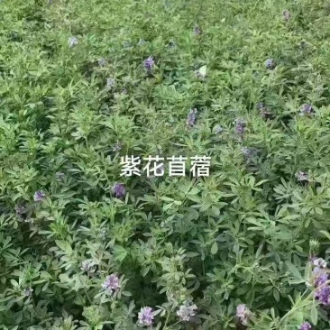 紫花苜蓿草种子多年生苜蓿种子四季高产喂养猪牛羊鸡鱼牧草