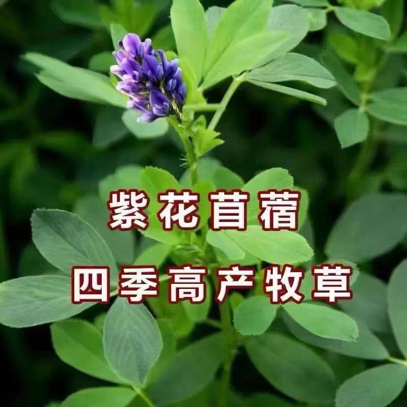 紫花苜蓿草种子多年生苜蓿种子四季高产喂养猪牛羊鸡鱼牧草