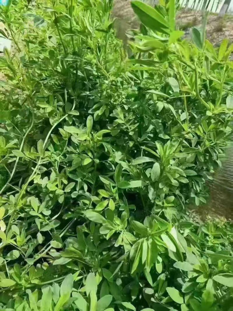 紫花苜蓿草种子多年生苜蓿种子四季高产喂养猪牛羊鸡鱼牧草