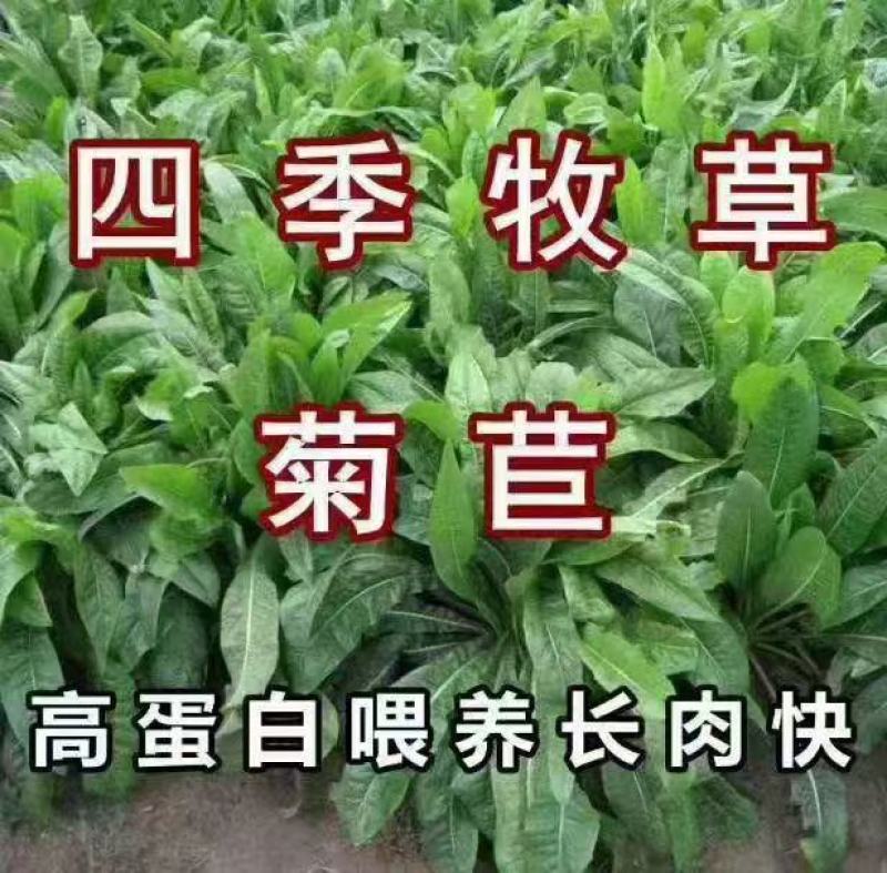 牧草菊苣猪牛鱼鸡鸭鹅兔子爱吃养殖四季牧草多年生农家牧草种