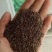 牧草菊苣猪牛鱼鸡鸭鹅兔子爱吃养殖四季牧草多年生农家牧草种