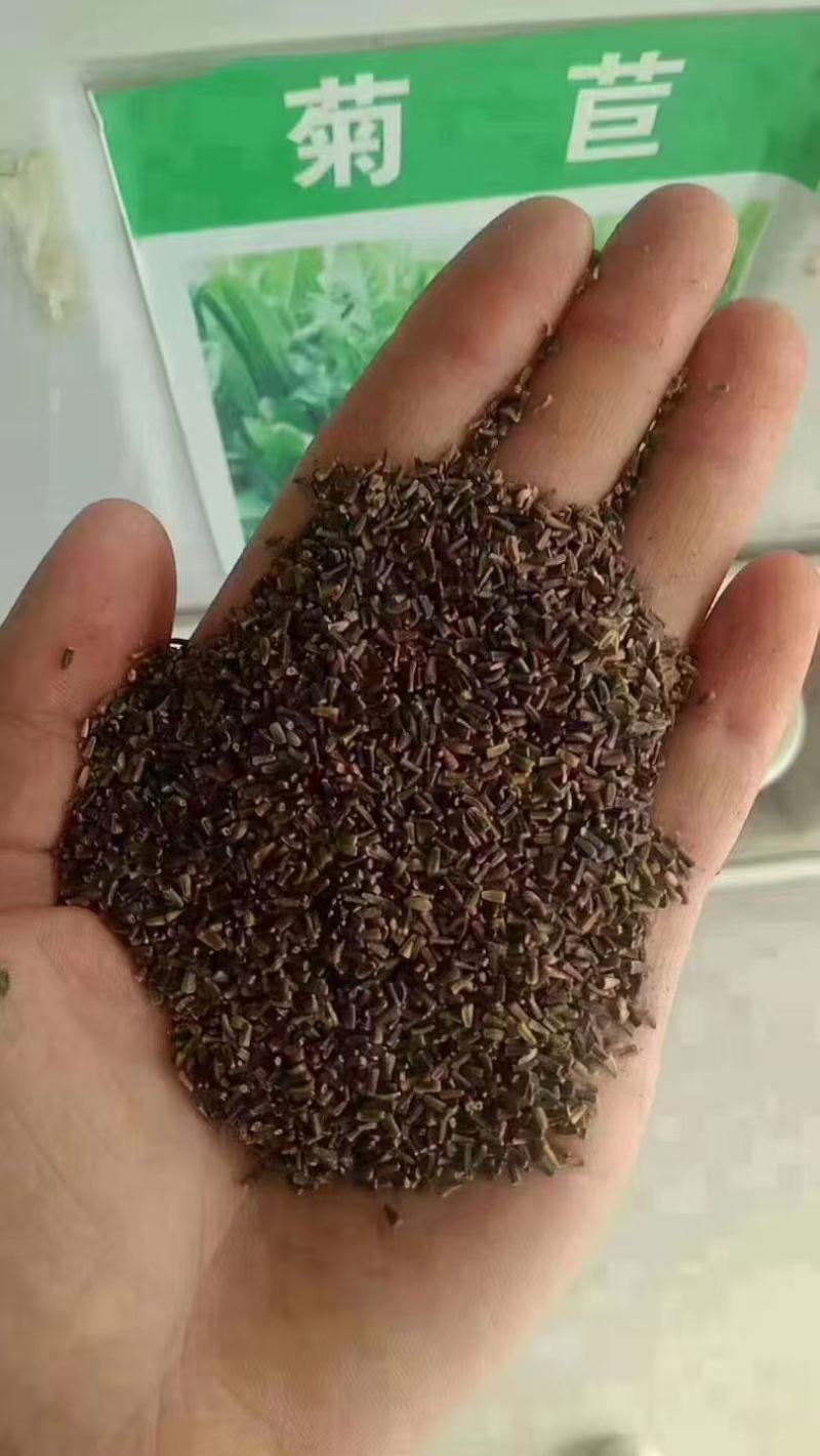 牧草菊苣猪牛鱼鸡鸭鹅兔子爱吃养殖四季牧草多年生农家牧草种