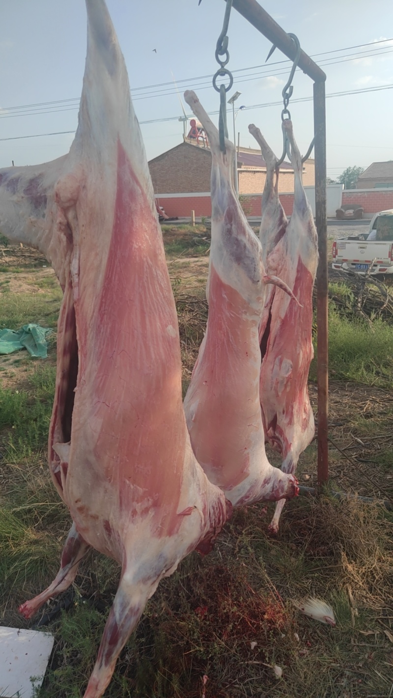 宁夏盐池的正宗山羊肉肉质细腻可口没有膻味