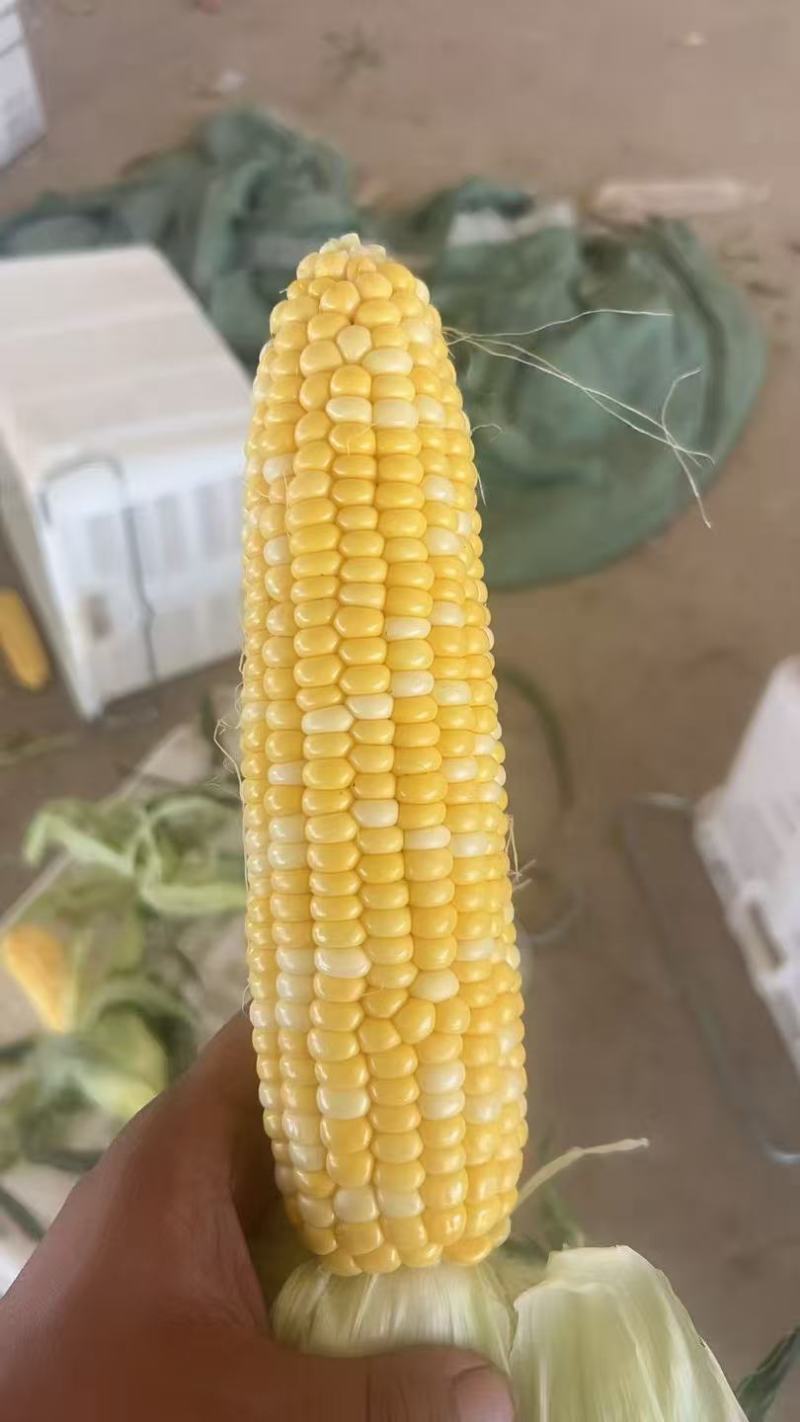 水果玉米