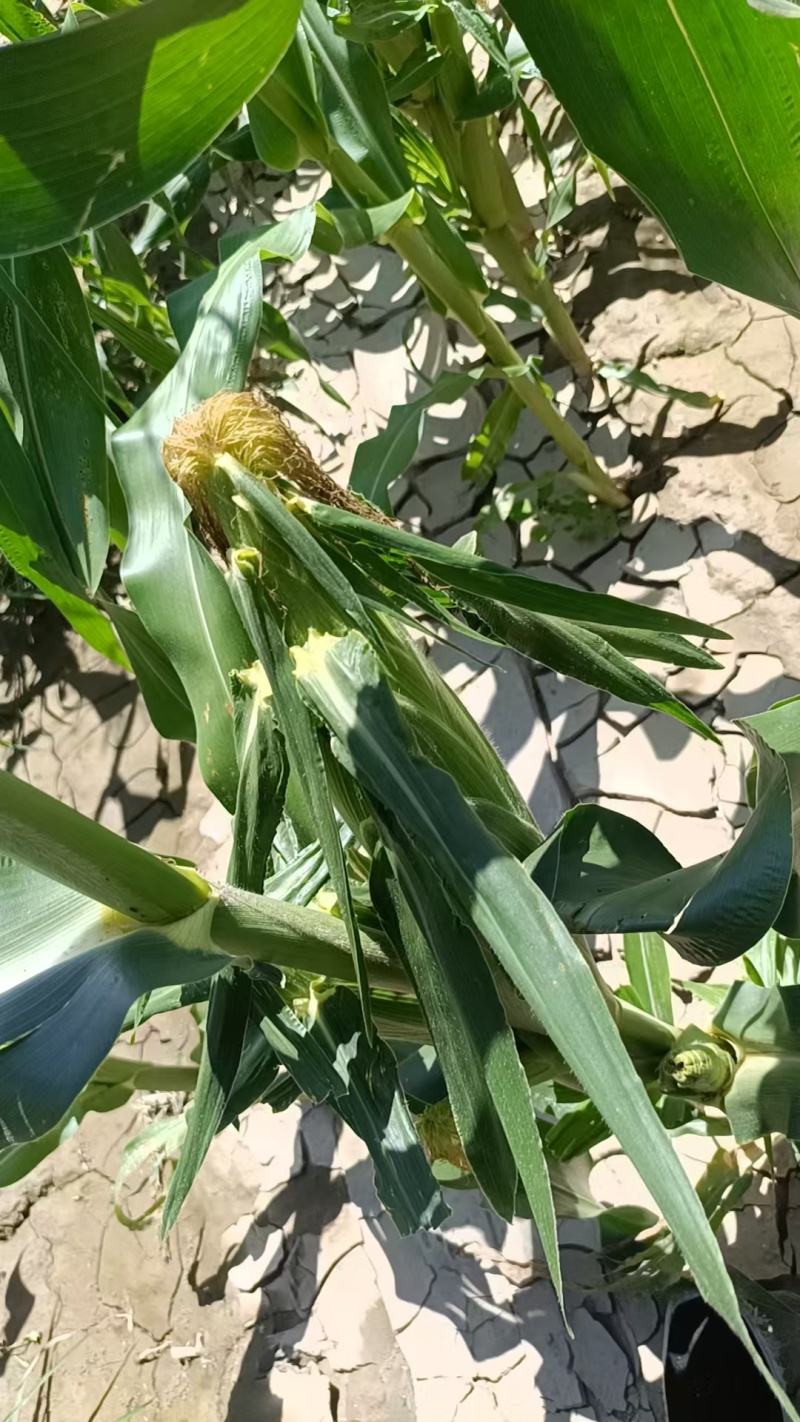 水果玉米