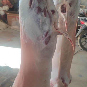 宁夏盐池的正宗山羊肉肉质细腻可口没有膻味