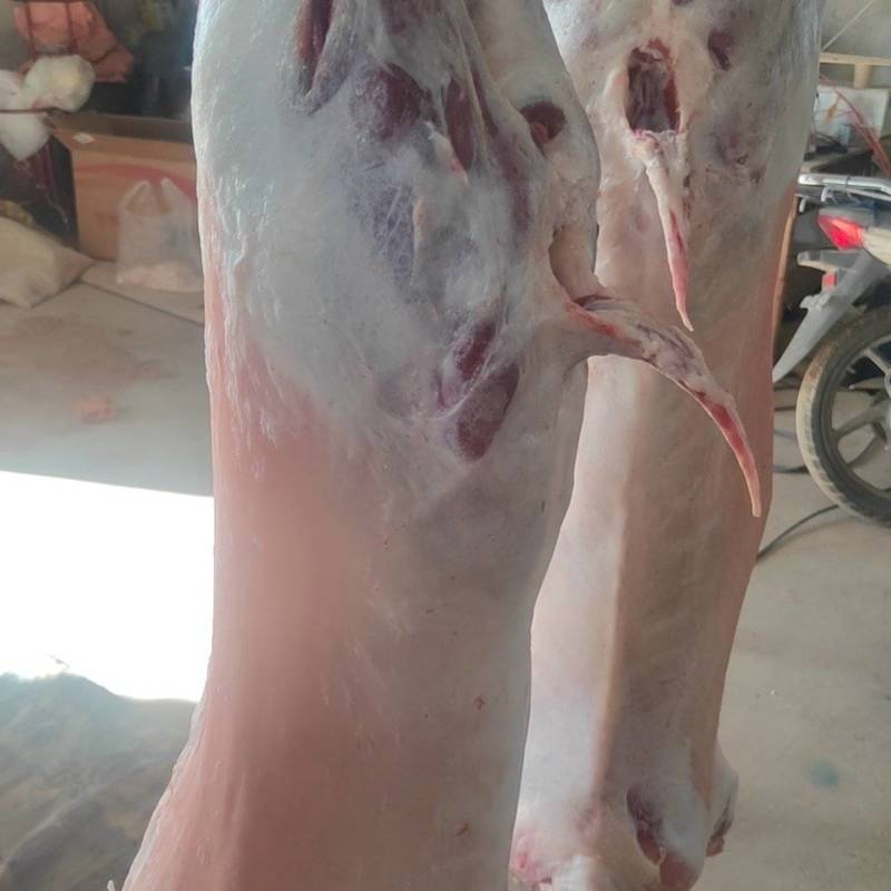 宁夏盐池的正宗山羊肉肉质细腻可口没有膻味