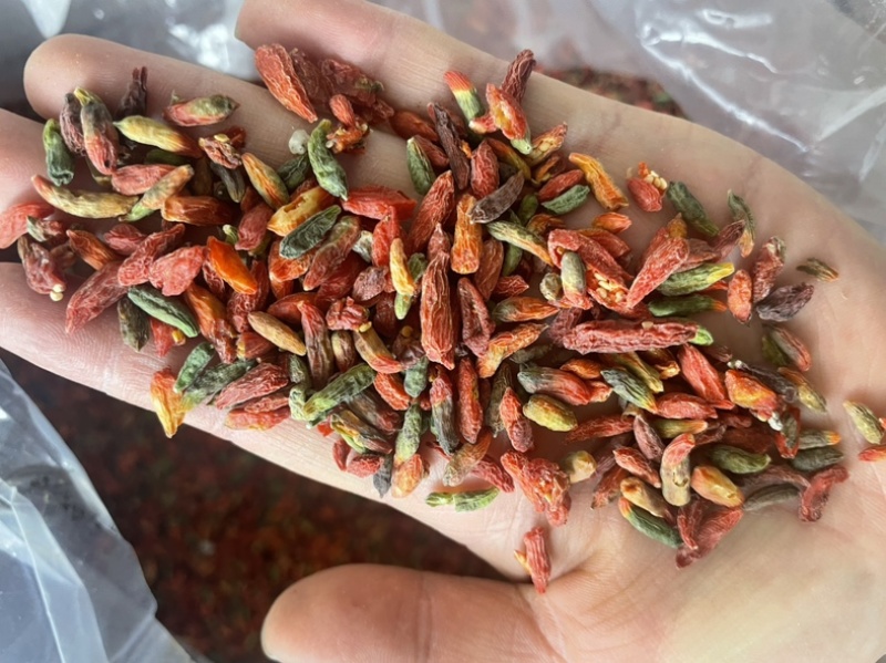 七彩枸杞今年新货大货批发