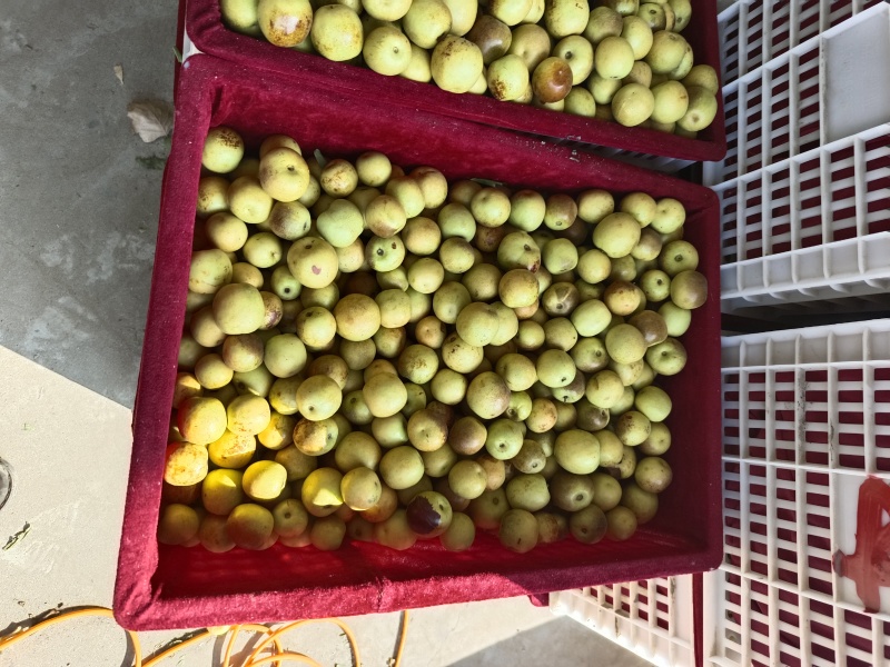 大荔冬枣，皮薄，脆甜可口，
