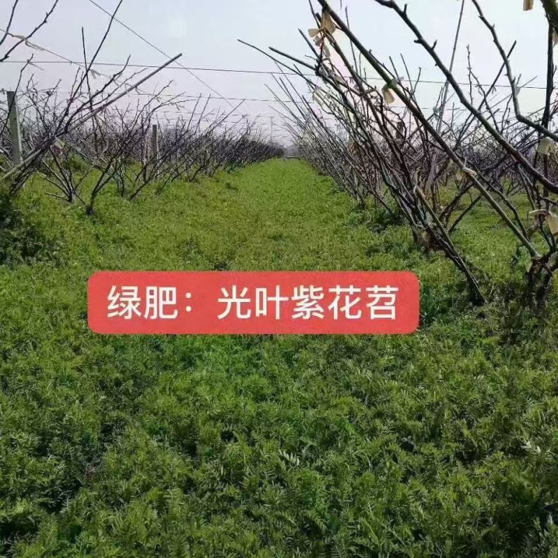 光叶紫花苕种子绿肥种籽果园多年生厂家一手货源