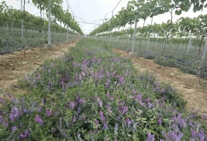 光叶紫花苕种子绿肥种籽果园多年生厂家一手货源