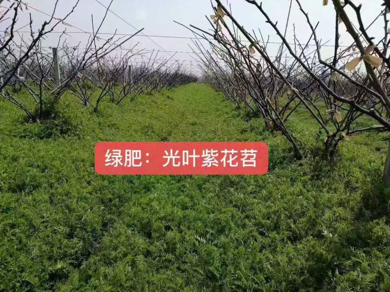 光叶紫花苕种子绿肥种籽果园多年生厂家一手货源