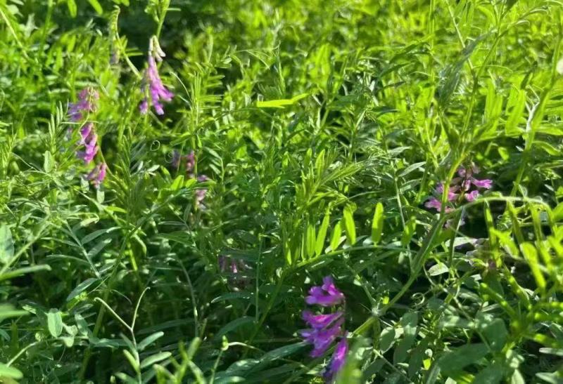 光叶紫花苕种子绿肥种籽果园多年生厂家一手货源