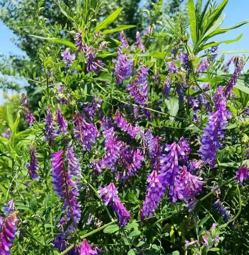光叶紫花苕种子绿肥种籽果园多年生厂家一手货源