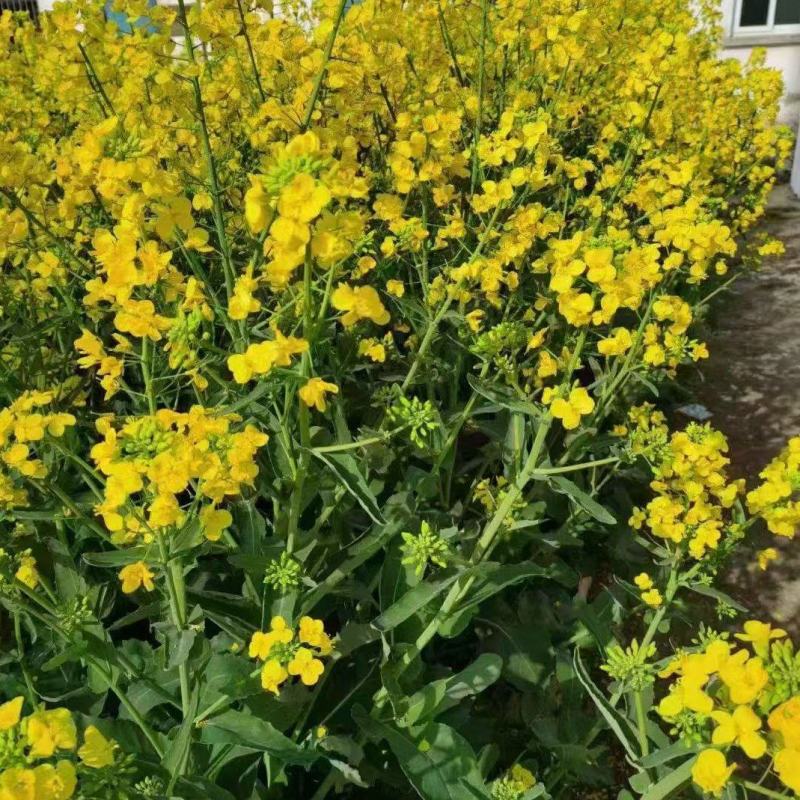 绿肥油菜籽厂家一手货源量大从优