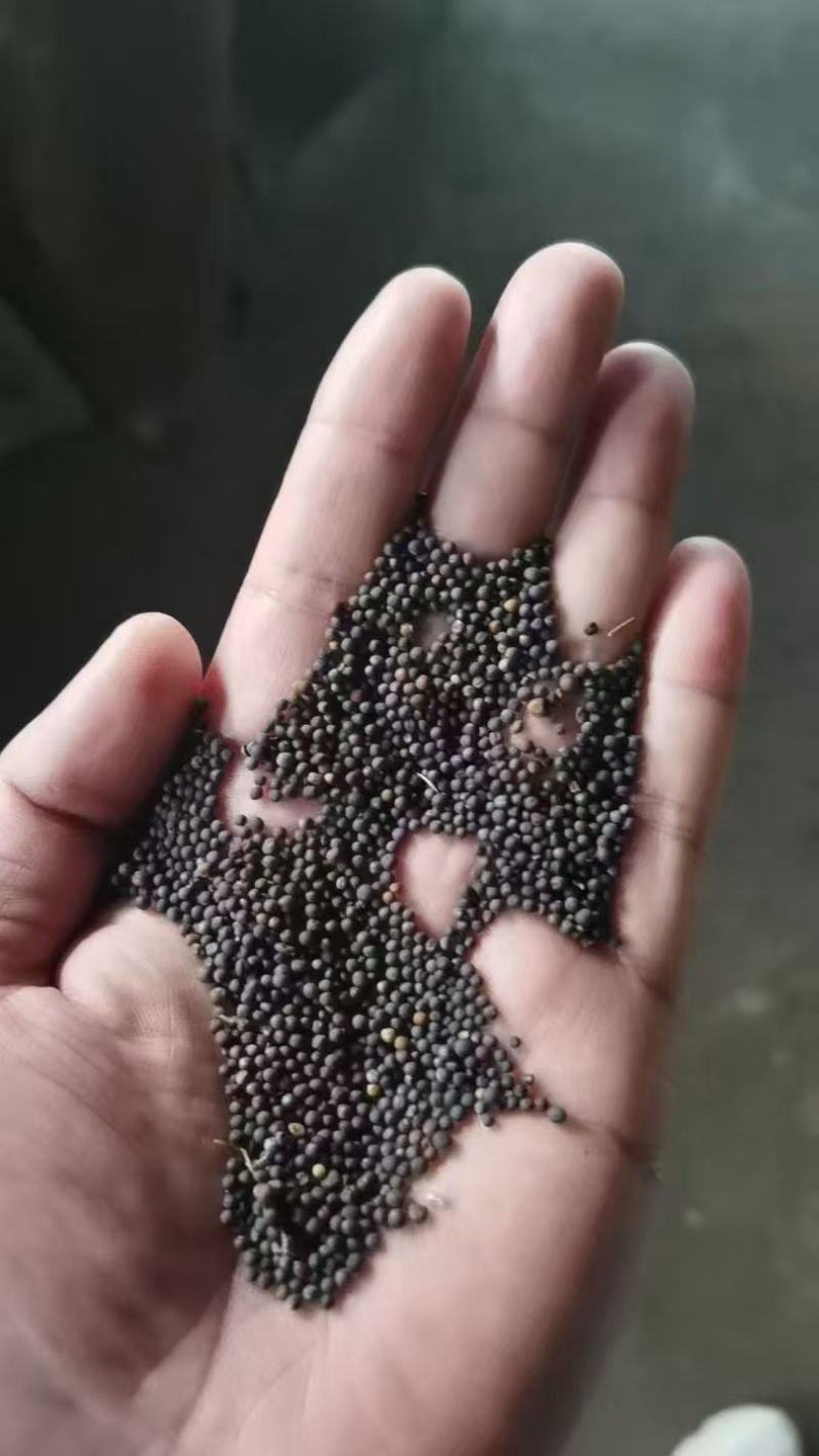 绿肥油菜籽厂家一手货源量大从优