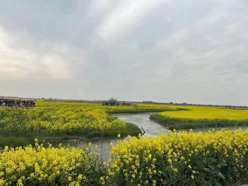 绿肥油菜籽厂家一手货源量大从优