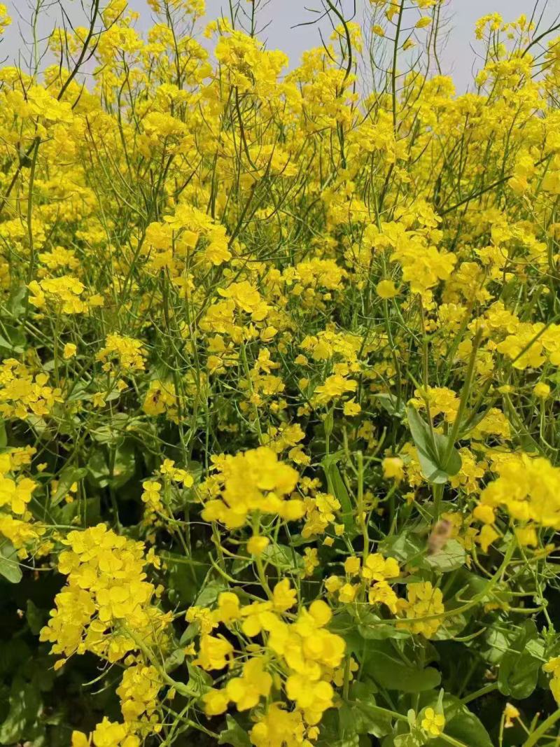 绿肥油菜籽厂家一手货源量大从优
