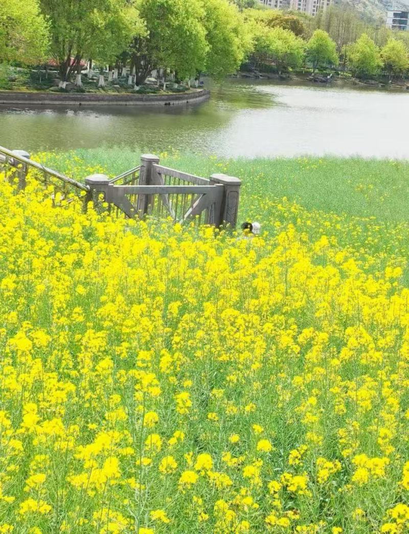 绿肥油菜籽厂家一手货源量大从优