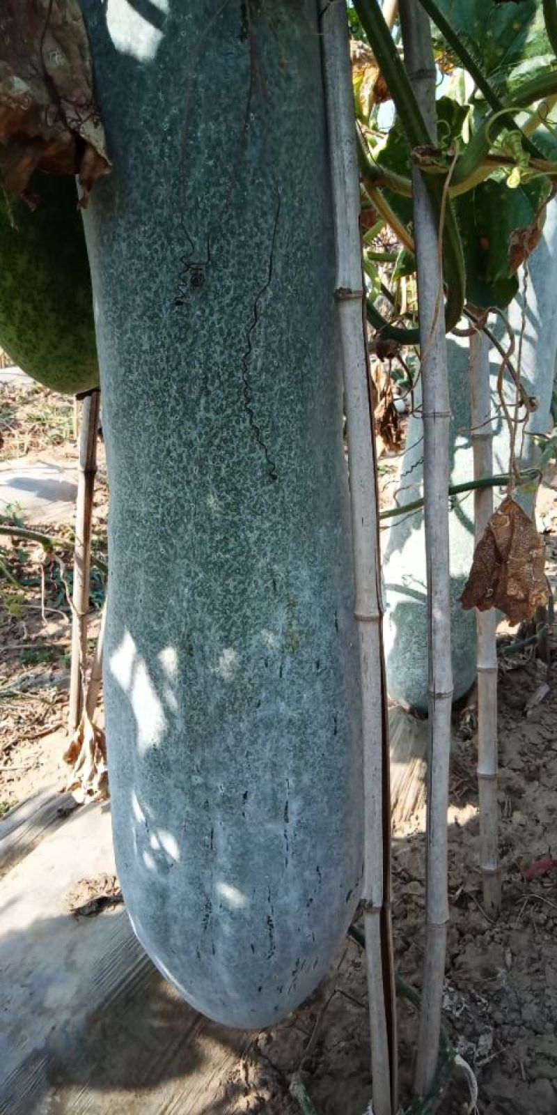 白皮冬瓜吊瓜，黑皮冬瓜吊瓜，瓜条好，肉厚，又好吃