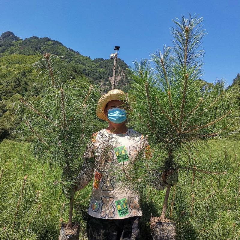 80公分起步营养杯油松，一米起步油松