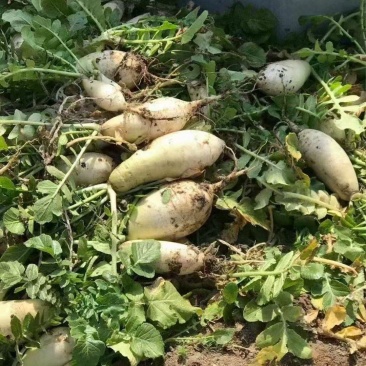 肥田萝卜种子田园种植绿肥用四季可种植饲养家畜易种植批发按