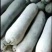白皮冬瓜吊瓜，黑皮冬瓜吊瓜，瓜条好，肉厚，又好吃