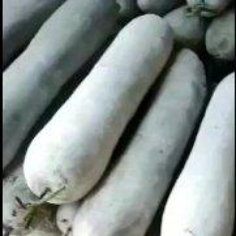白皮冬瓜吊瓜，黑皮冬瓜吊瓜，瓜条好，肉厚，又好吃
