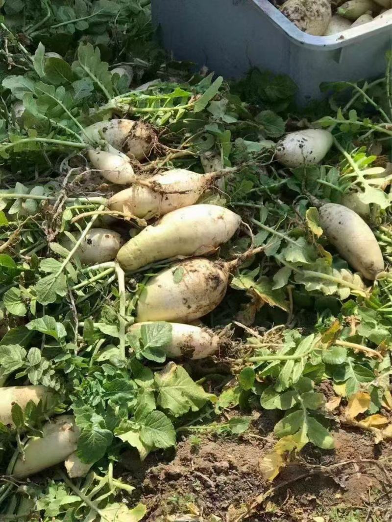 肥田萝卜种子田园种植绿肥用四季可种植饲养家畜易种植批发按